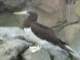 A brown booby shares the penguins’ space at the zoo